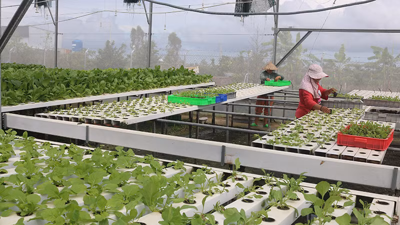 Lao động của Công ty TNHH Green Farm Trà Vinh đang trồng rau thủy canh. Lao động của Công ty TNHH Green Farm Trà Vinh đang trồng rau thủy canh.