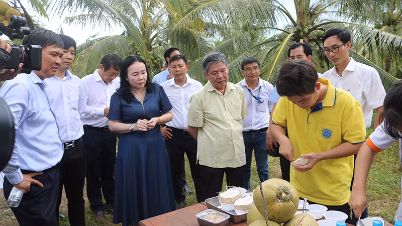 Dừa sáp cấy mô sau 3 năm trồng thử nghiệm đã cho trái sáp. Dừa sáp cấy mô sau 3 năm trồng thử nghiệm đã cho trái sáp.