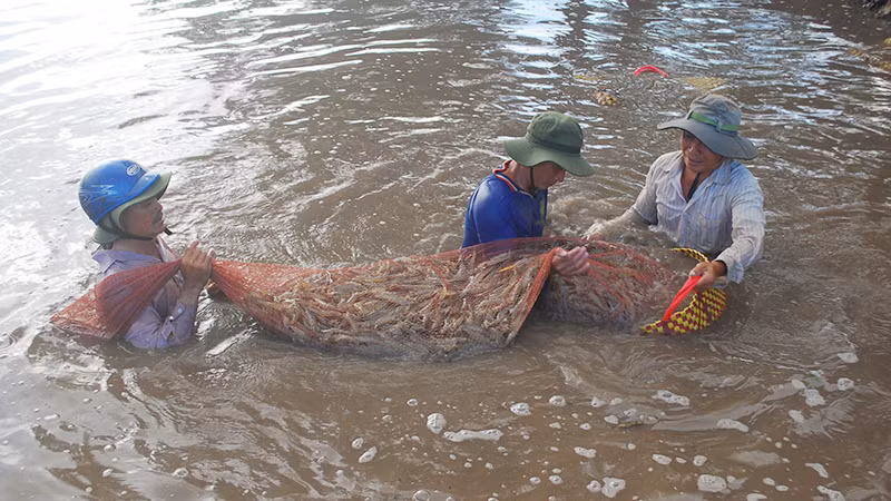 Nông dân xã Đông Hải, huyện Duyên Hải, tỉnh Trà Vinh thu hoạch tôm thẻ. Nông dân xã Đông Hải, huyện Duyên Hải, tỉnh Trà Vinh thu hoạch tôm thẻ.
