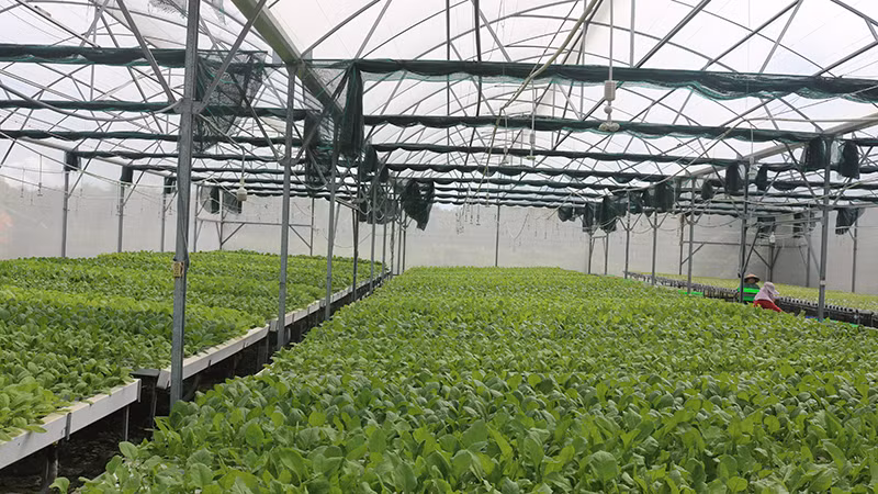 Hệ thống nhà màng, trang thiết bị trồng rau thủy canh được đầu tư hoàn thiện. Hệ thống nhà màng, trang thiết bị trồng rau thủy canh được đầu tư hoàn thiện.