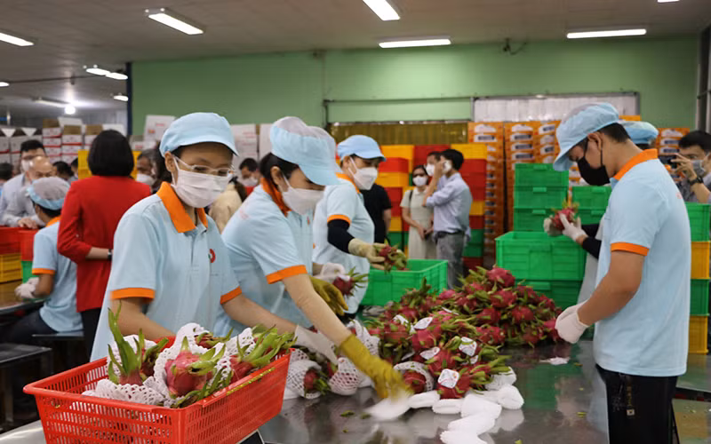 Công ty TNHH Hoàng Phát Fruit (thị trấn Tầm Vu, huyện Châu Thành, tỉnh Long An) đóng hàng xuất khẩu thanh long. (Ảnh THANH PHONG)