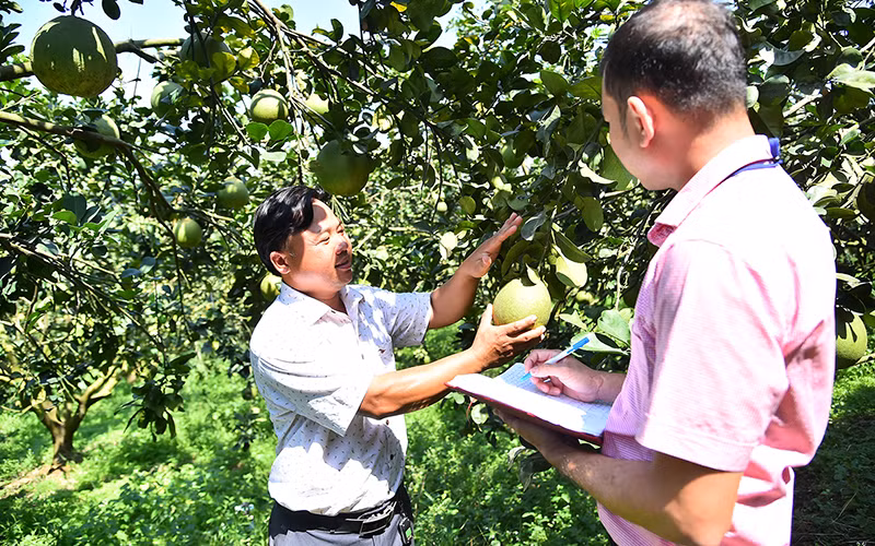 Vườn bưởi da xanh xuất khẩu của Hợp tác xã Dân Tiến (ấp Thiềng Liềng, xã Tân Định, huyện Bắc Tân Uyên, tỉnh Bình Dương). (Ảnh Mỹ Hà) Vườn bưởi da xanh xuất khẩu của Hợp tác xã Dân Tiến (ấp Thiềng Liềng, xã Tân Định, huyện Bắc Tân Uyên, tỉnh Bình Dương). (Ảnh Mỹ Hà)