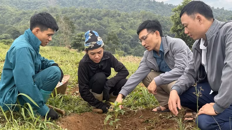 Cán bộ Phòng Nông nghiệp và Phát triển nông thôn huyện Mường Ảng, tỉnh Điện Biên, hướng dẫn nông dân bản Bua 2, xã Ẳng Tở cách phát hiện sâu bệnh trên cây cà-phê. (Ảnh BÍCH HẠNH)