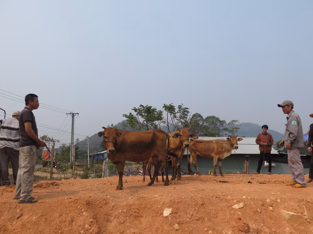 Người dân nghèo xã Ia Dom vui vẻ nhận bò.