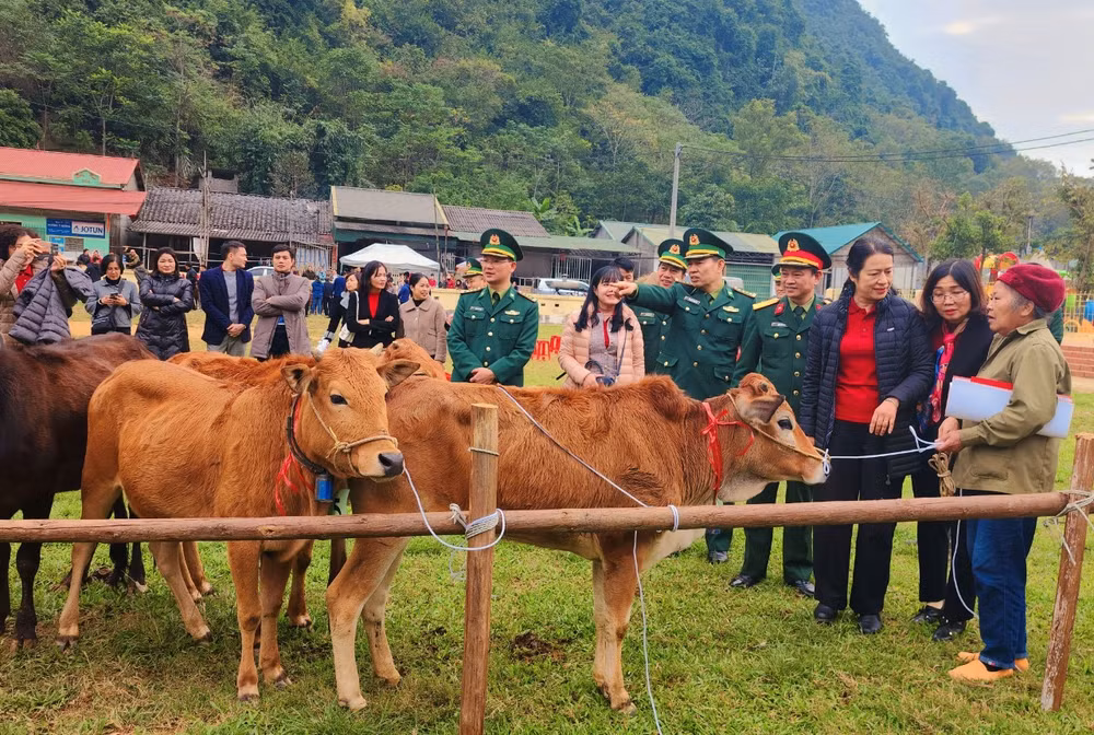 Agribank, báo Quân đội Nhân dân và Bộ đội biên phòng trao tặng bò cho các hộ gia đình tại Cao Bằng