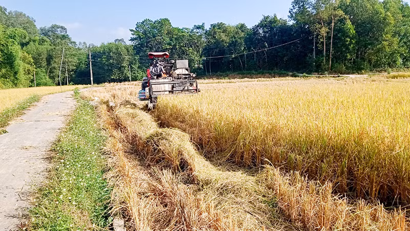 Sản xuất nông nghiệp trên địa bàn huyện Phú Bình được cơ giới hóa.