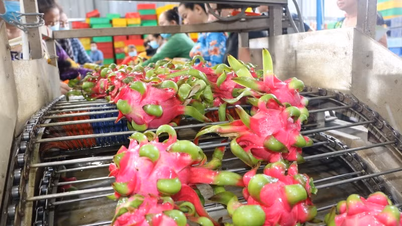 Sự khác biệt về mùa vụ là lợi thế lớn giúp rau quả tươi Việt Nam xâm nhập thị trường Thụy Điển, đặc biệt là các sản phẩm rau quả nhiệt đới. (Ảnh minh họa: TTXVN) 