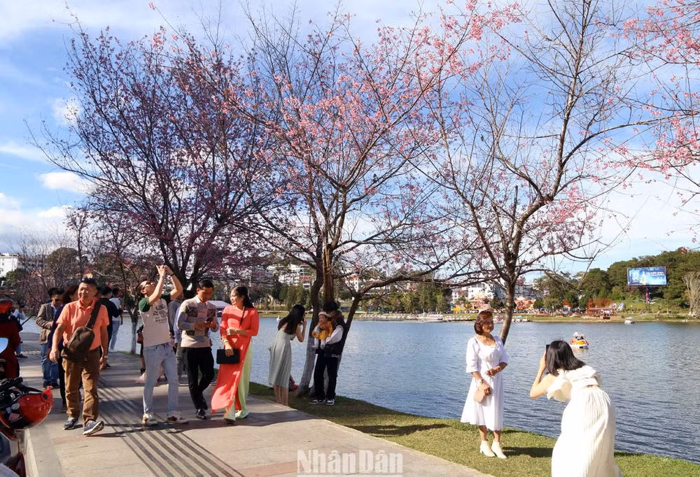 Du khách với hoa mai anh đào Đà Lạt ngày mùng 5 Tết.