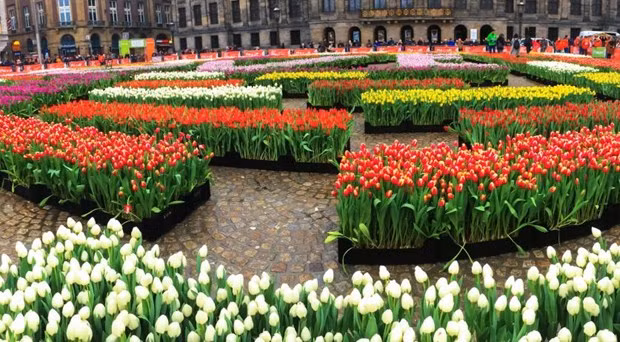 Mọi người có thể hái hoa Tulip miễn phí tại vườn hoa có khoảng 200.000 bông đang khoe sắc. (Nguồn: nltimes)