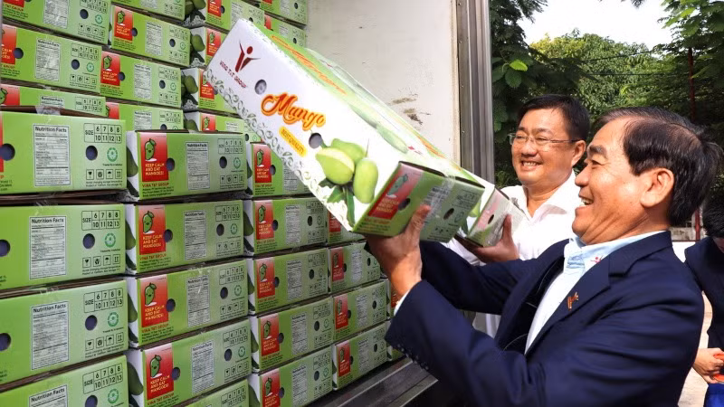 Xoài tượng da xanh An Giang xuất khẩu sang thị trường Australia. (Ảnh: TTXVN) 