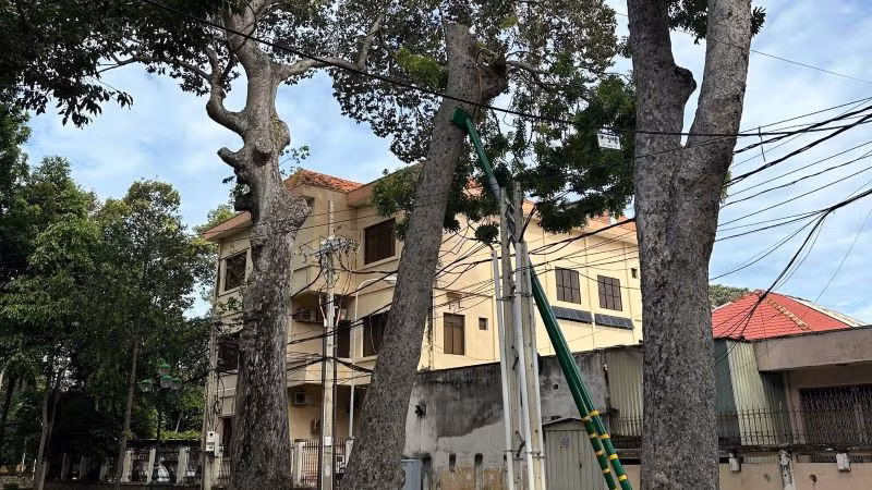 Những cây lớn được gia cố để tránh đổ gây mất an toàn cho nhân dân. Những cây lớn được gia cố để tránh đổ gây mất an toàn cho nhân dân.