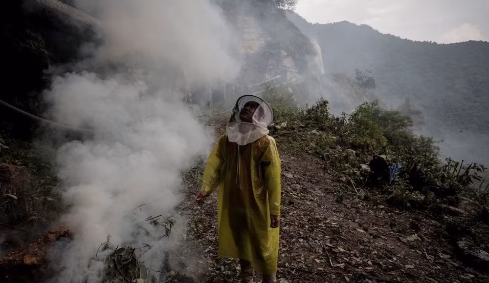 Một người dân hun khói lùa ong ra khỏi tổ. Ảnh: REUTERS
