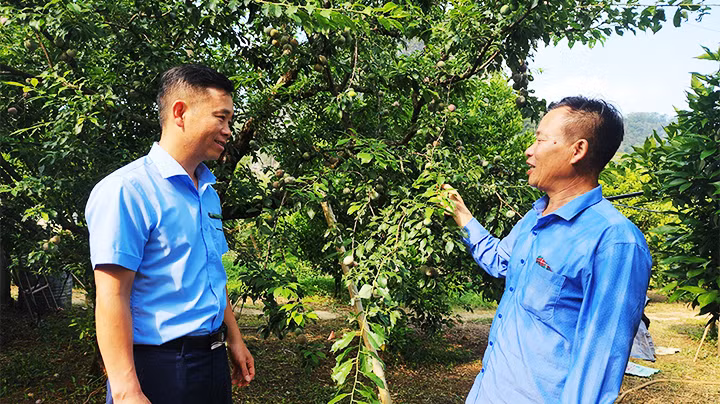 Cán bộ NCF đến làm việc tại mô hình kinh doanh của ông Trần Xuân Kha (bên phải) . Cán bộ NCF đến làm việc tại mô hình kinh doanh của ông Trần Xuân Kha (bên phải) .