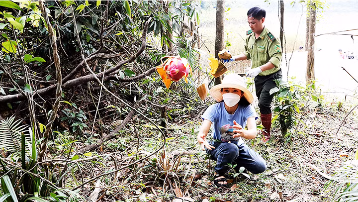 Cung cấp thêm thức ăn cho các cá thể khỉ, phòng khi chúng chưa kịp quen với môi trường tự nhiên. Cung cấp thêm thức ăn cho các cá thể khỉ, phòng khi chúng chưa kịp quen với môi trường tự nhiên.