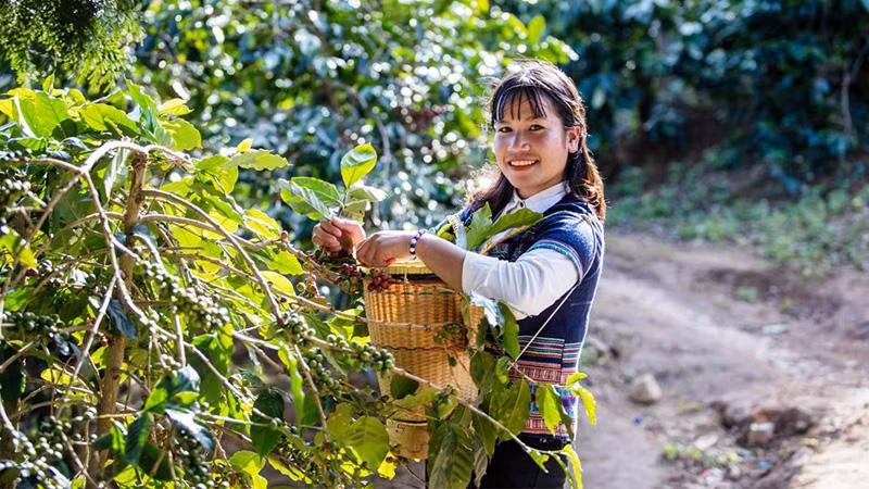 Dự án sẽ triển khai các giải pháp thích ứng biến đổi khí hậu dựa vào tự nhiên trong nông nghiệp tại Tây Nguyên (Ảnh: SNV).