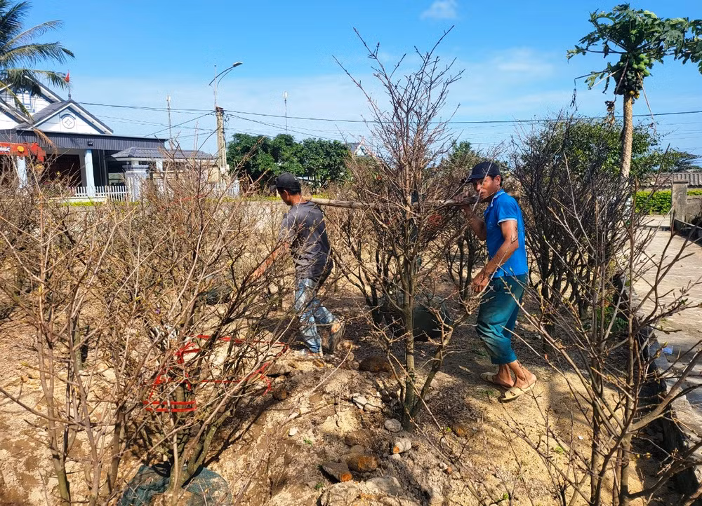 Các thương lái vận chuyển mai đến điểm trưng bày bán hàng Tết.