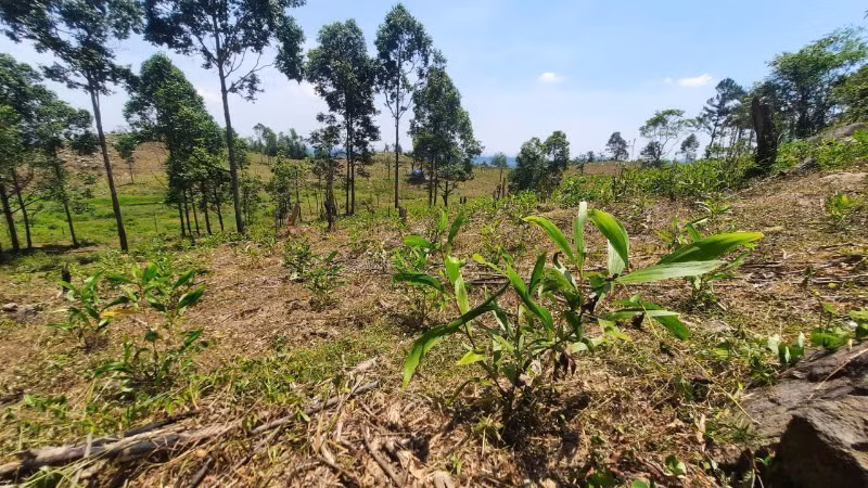 Khu vực lấn chiếm đất rừng phòng hộ để trồng keo trong rừng phòng hộ Phú Ninh.