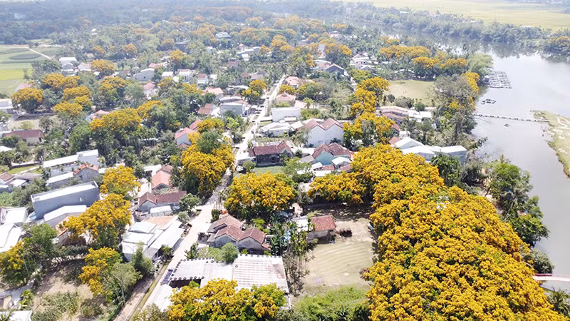 Thành phố Tam Kỳ hướng đến xây dựng thương hiệu “Tam Kỳ - Thành phố hoa sưa vàng”. Thành phố Tam Kỳ hướng đến xây dựng thương hiệu “Tam Kỳ - Thành phố hoa sưa vàng”.