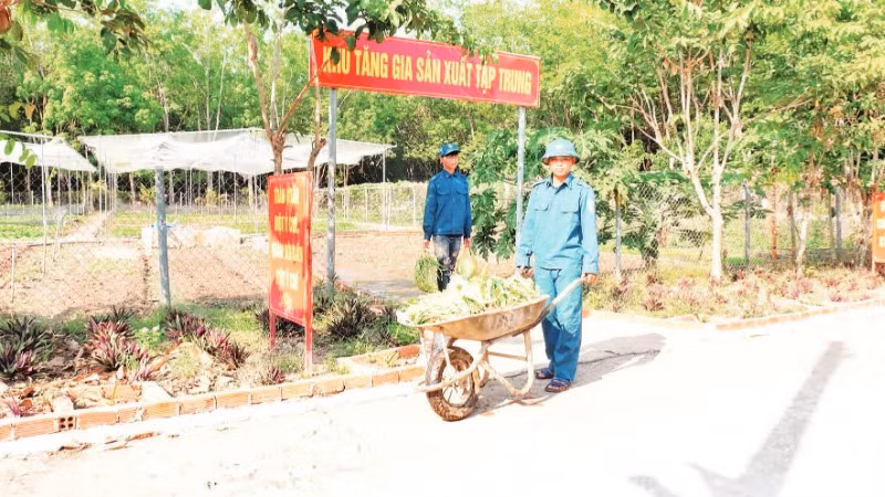 Chiến sĩ dân quân thường trực xã Thanh Hòa, huyện Bù Đốp thu hoạch rau xanh tăng gia.