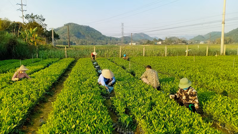 Sản xuất giống cây lâm nghiệp chất lượng cao tại huyện Phú Lương, tỉnh Thái Nguyên. (Ảnh: Văn Hùng)