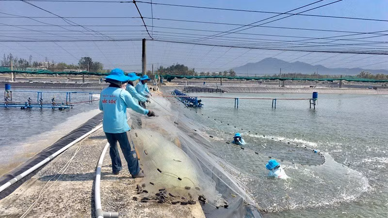 Thu hoạch tôm nuôi công nghệ cao tại Công ty TNHH thủy sản Đắc Lộc (Phú Yên).