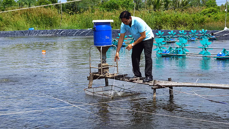 Nông dân xã Tân Hưng (huyện Cái Nước, tỉnh Cà Mau) thăm ao tôm siêu thâm canh vừa thả vụ mới.