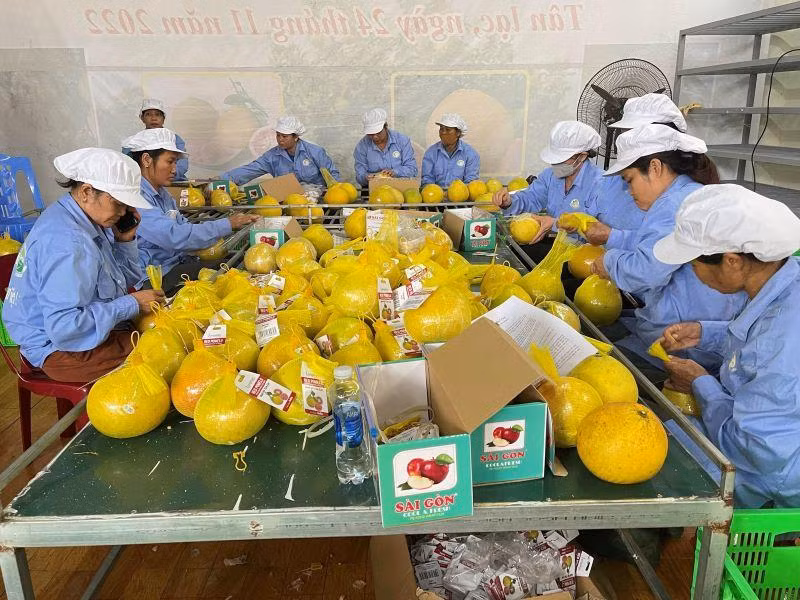 Nhân viên Công ty CP nông nghiệp FUSA đang bọc bưởi bằng túi lưới và gắn nhãn trước khi đóng thùng chuyển đi xuất khẩu.
