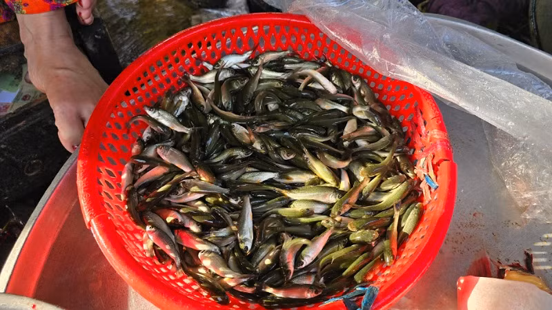 Cá linh non trong rổ này khá to, sống khỏe mà không cần ô-xy, được bán ở chợ khu dân cư 586 quận Cái Răng.