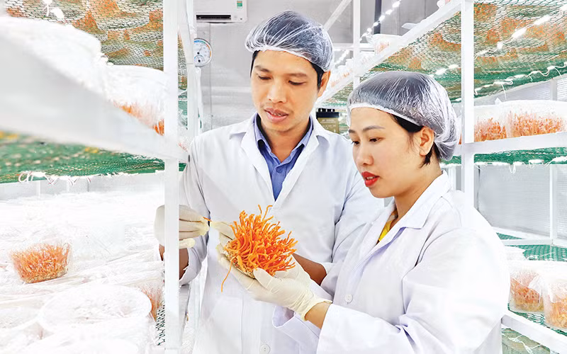 Trung bình mỗi năm, nấm đông trùng hạ thảo cho lợi nhuận hơn 800 triệu đồng/1.000m2 nhà xưởng nuôi cấy. 