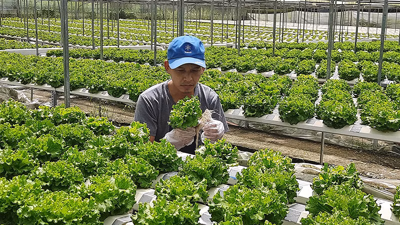 Sản xuất rau an toàn theo hướng công nghệ cao tại huyện Củ Chi, Thành phố Hồ Chí Minh.
