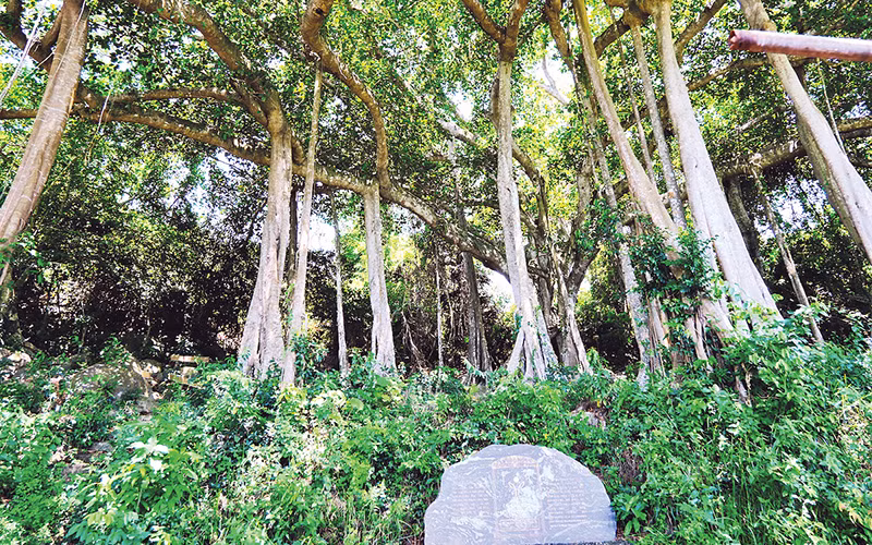 Cây đa di sản Sơn Trà.
