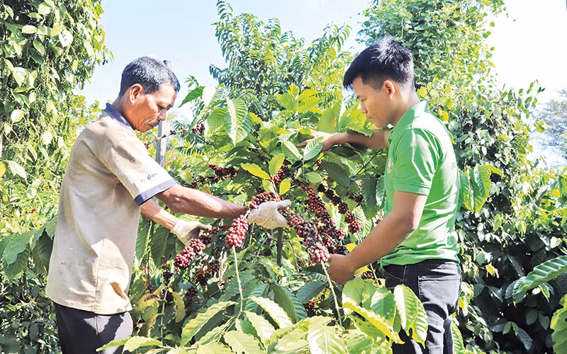 Nông dân huyện Krông Ana, tỉnh Đắk Lắk sản xuất cà-phê thích ứng với Quy định không gây mất rừng của Liên minh châu Âu. (Ảnh N.C.L)