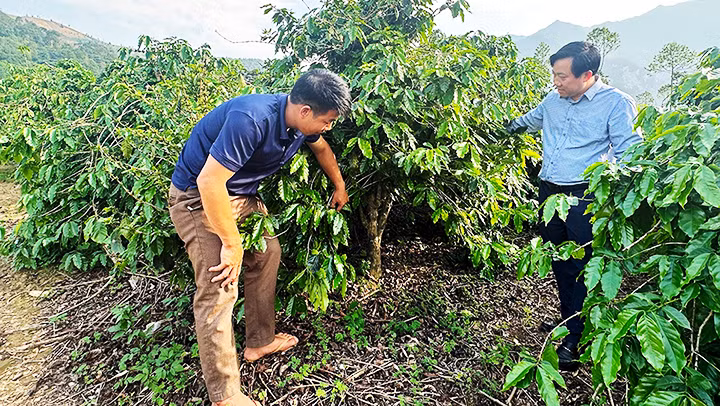 Hầu hết các cây cà-phê tổ thuộc giống cà-phê Arabica ở Mường Ảng có tuổi đời hơn 40 năm, cao quá đầu người vẫn xanh tốt, cho quả trĩu cành. Hầu hết các cây cà-phê tổ thuộc giống cà-phê Arabica ở Mường Ảng có tuổi đời hơn 40 năm, cao quá đầu người vẫn xanh tốt, cho quả trĩu cành.