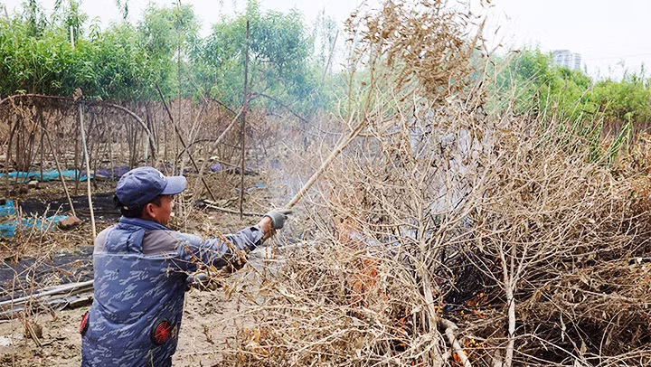 Chủ một vườn đào tại phường Nhật Tân gom đốt các cây đào chết do lũ trên mảnh vườn của mình.