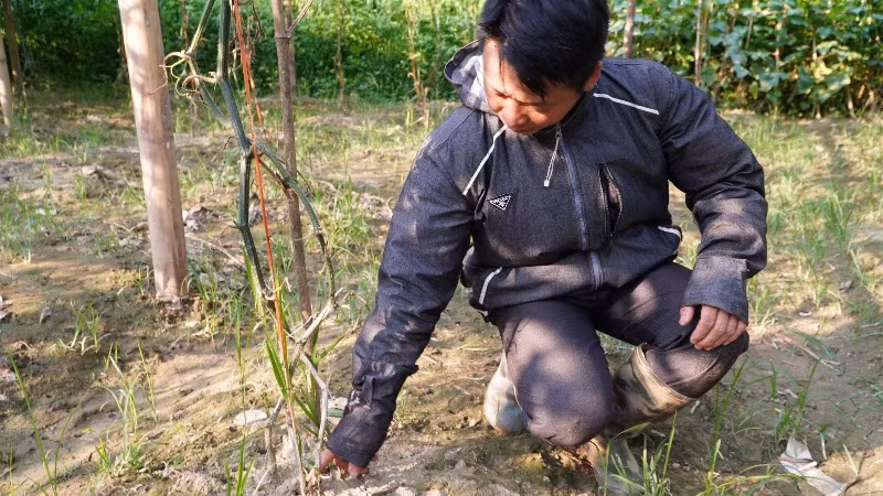 Dịch bệnh làm cây bí thối gốc dẫn tới chết dần. (Ảnh: CÔNG HẢI)