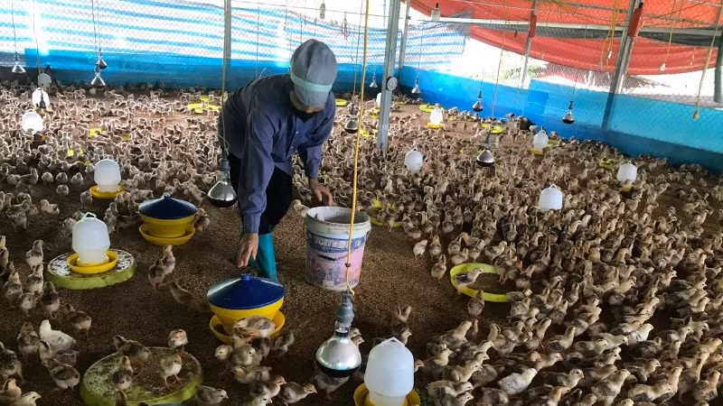 Dự án liên kết sản xuất, tiêu thụ gà thịt do Hợp tác xã Nhung Lũy triển khai ở Ba Bể được hỗ trợ 5 tỷ đồng nhưng chỉ liên kết sản xuất cho 17 hộ. Trong ảnh: Gà dự án chăn nuôi tập trung tại hợp tác xã. (Ảnh: TUẤN SƠN)