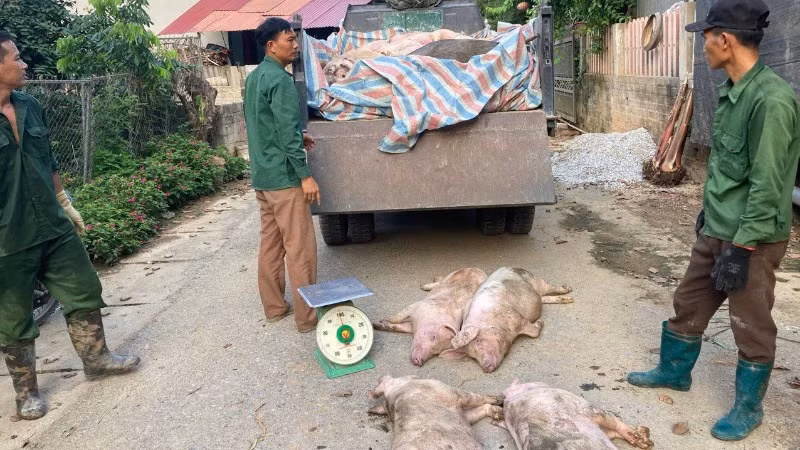 Thu gom lợn nhiễm dịch tả lợn châu Phi đem tiêu hủy tại thành phố Bắc Kạn (ảnh chụp thời điểm năm 2024). (Ảnh: THU TRANG)
