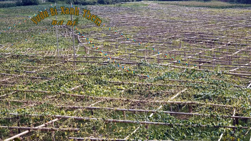 Một diện tích bí xanh thơm héo vàng vì dịch bệnh. (Ảnh: CÔNG HẢI)