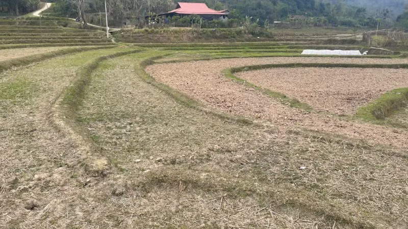 Một diện tích cánh đồng khô hạn vì thiếu nước ở huyện Na Rì. (Ảnh: TUẤN SƠN) Một diện tích cánh đồng khô hạn vì thiếu nước ở huyện Na Rì. (Ảnh: TUẤN SƠN)