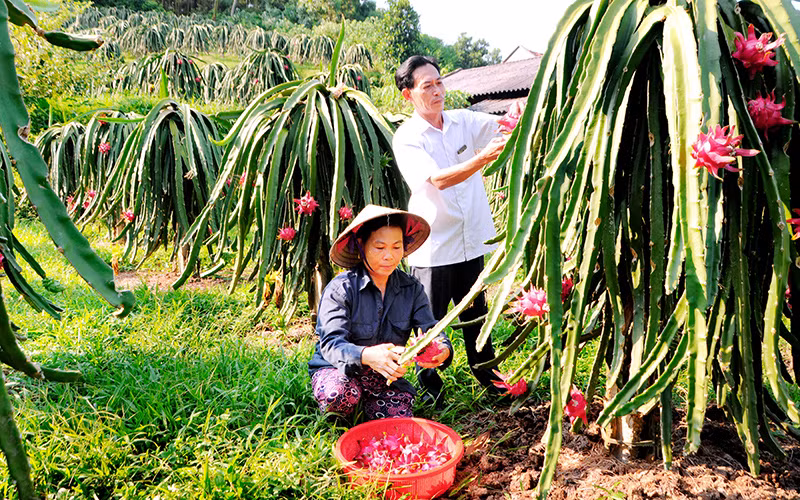 Mô hình trồng thanh long ruột đỏ tại xã Ngọc Mỹl huyện Lập Thạch, tỉnh Vĩnh Phúc. (Ảnh: Trà Hương) Mô hình trồng thanh long ruột đỏ tại xã Ngọc Mỹl huyện Lập Thạch, tỉnh Vĩnh Phúc. (Ảnh: Trà Hương)