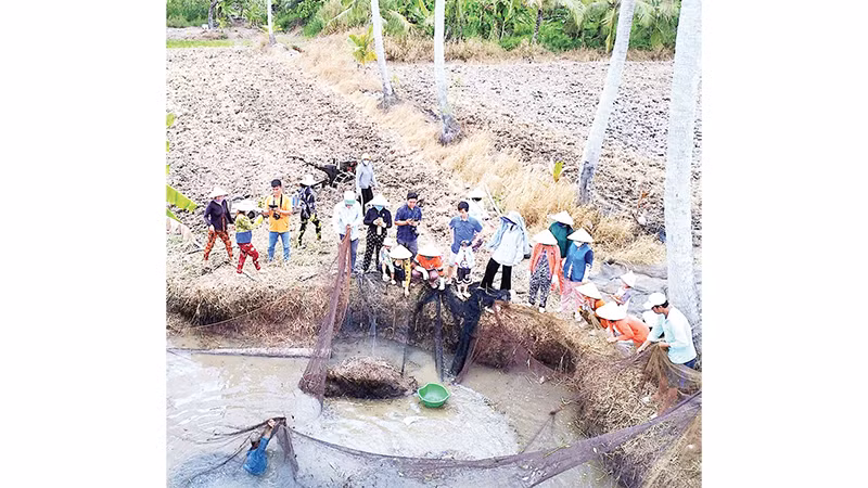 Thu hoạch cá đồng bằng hình thức chụp đìa. 