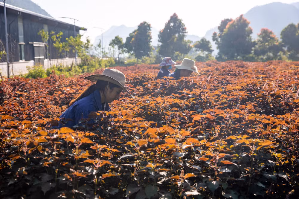 Việt Nam có sự đa dạng sinh học với hàng nghìn cây thuốc quý có thể dùng để làm các loại thực phẩm chức năng rất tốt cho sức khỏe. (Ảnh Cây tía tô được trồng và chăm sóc tại Trung tâm Bảo tồn và Phát triển dược liệu Mường Lống).