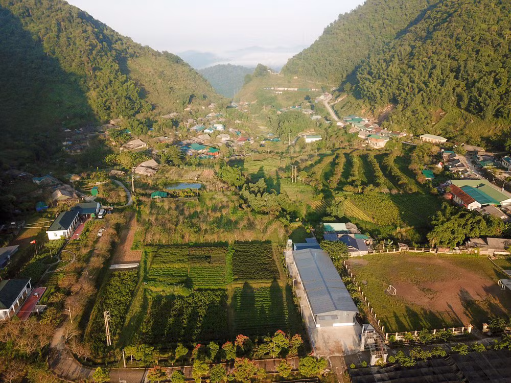 Dưới những tán rừng tại Mường Lống - Kỳ Sơn, Nghệ An, Tập đoàn TH đang trồng hàng nghìn ha thảo dược quý với rất nhiều loại