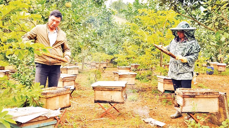 Nuôi ong núi đá lấy mật ở xã Xuân Quang, huyện Bảo Thắng, Lào Cai, đem lại hiệu quả kinh tế cao, giúp nhiều hộ gia đình xóa nghèo. (Ảnh: QUỐC HỒNG)