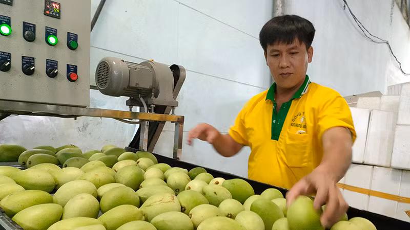 Xoài xuất khẩu tại Công ty TNHH Kim Nhung, thành phố Cao Lãnh, tỉnh Ðồng Tháp. (Ảnh: HỮU NGHĨA) Xoài xuất khẩu tại Công ty TNHH Kim Nhung, thành phố Cao Lãnh, tỉnh Ðồng Tháp. (Ảnh: HỮU NGHĨA)