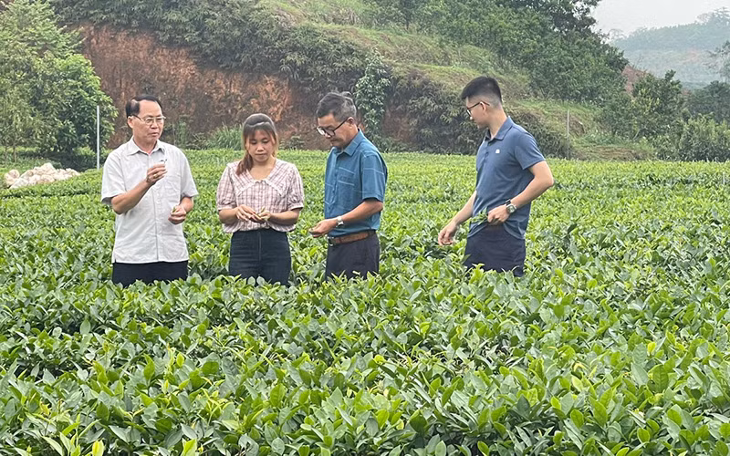 Trồng chè sạch tại Hợp tác xã Kiến Thuận, xã Bình Thuận, huyện Văn Chấn, Yên Bái. (Ảnh: Thanh Sơn).
