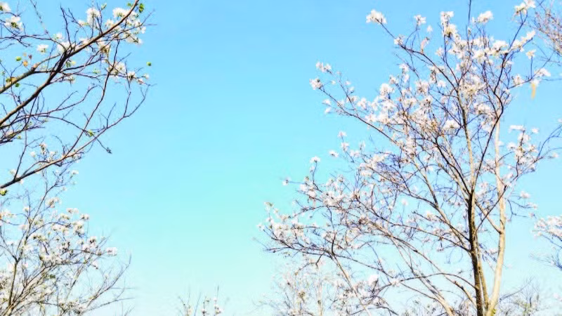 Vẻ đẹp của hoa ban vùng Tây Bắc.