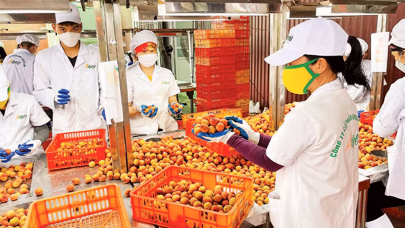 Sơ chế vải thiều xuất khẩu tại huyện Thanh Hà.