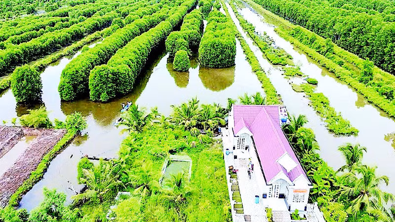 Vuông nuôi thủy sản ở vùng sông nước Cà Mau có nhiều cây rừng, thích hợp cho nhiều loài tôm, cua, cá… phát triển. 