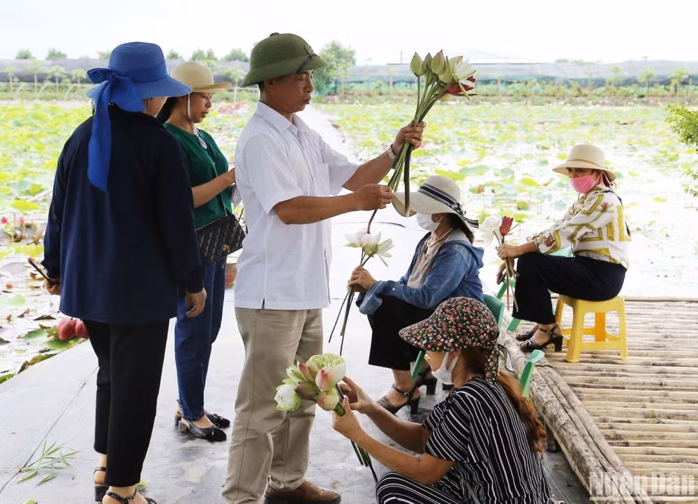 Ngoài tận hưởng khung cảnh lãng mạn trên đầm sen Vân Đài, du khách còn được trải nghiệm cách hái và bó hoa sen. Ngoài tận hưởng khung cảnh lãng mạn trên đầm sen Vân Đài, du khách còn được trải nghiệm cách hái và bó hoa sen.